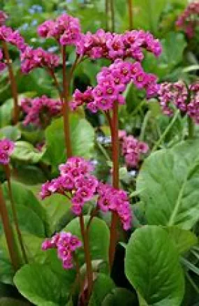 Bergenia Winterglut 3qt